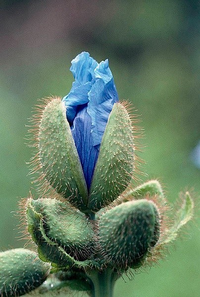 喜马拉雅蓝罂 Meconopsis