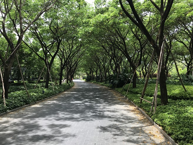 雨树夹道
