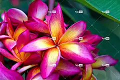 花 花瓣 热带花卉 自然 花壁纸 姜黄色百合花 弗兰吉帕尼 植物群