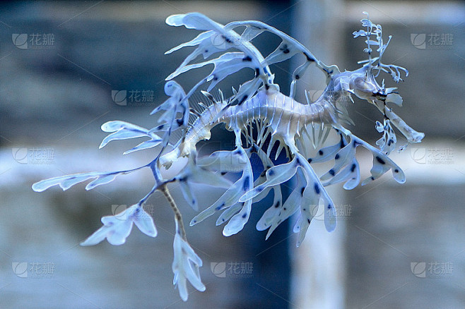 海龙