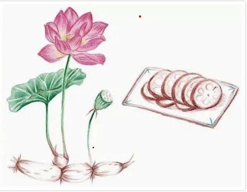 荷花 根茎（藕带→莲藕）