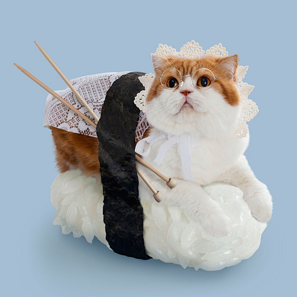 观念摄影：不能吃的寿司猫