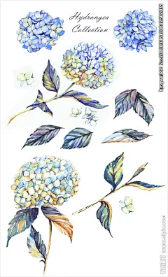 蓝色水彩绘绣球花插画