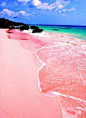 粉色沙滩在哪个国家 粉色沙滩是怎么形成的