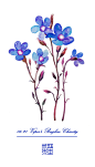 #365 Days Birthday Flowers#06.21 生日花：牛舌草（Viper”s Bugloss）花语：博爱（Charity）-三木焱圭（吴公子）__涂鸦王国插画