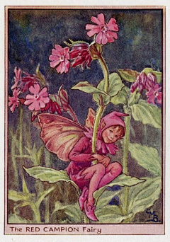 鹰眼龙雨采集到Cicely Mary Barker 画师