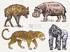 鬣狗,动物,美洲豹,河马,非洲,猴子,斑马,野生动物,猎豹,布置