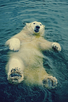 事事儿采集到北极熊