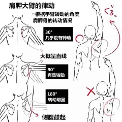 人物的胸腔怎么画？教你如何画出各个角度胸腔的画法！_绘画 : 今天灵猫课堂老师就在网络上收集整理了关于人物的胸腔怎么画？ 肩胛大臂的律动=根据手臂转动的角度 以上内容就是灵猫课堂为大家从网络上收集整理分享的优质教程嘞，主要就是教大家如何绘画动漫各个角度胸…