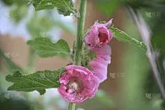 Alcea Rosea