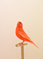 The Incomplete Dictionary of Show Birds