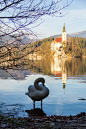 from Lake Bled