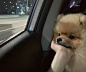 a small dog sitting in the passenger seat of a car with its head sticking out