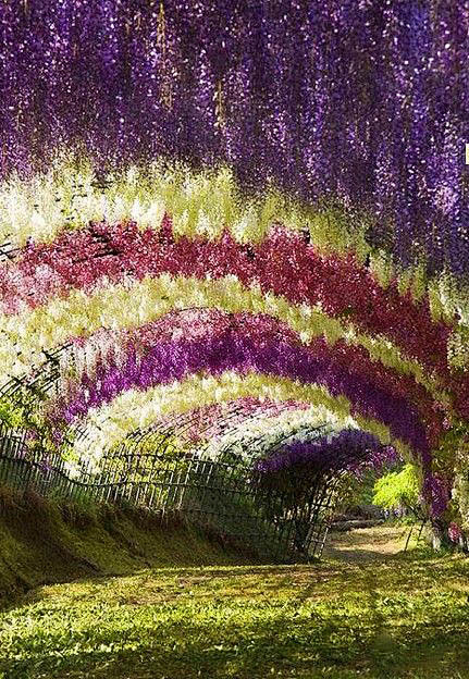 日本、紫藤花隧道、鲜艳繁盛的紫藤花盛开在...