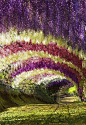 日本、紫藤花隧道、鲜艳繁盛的紫藤花盛开在日本北九州的河内藤园。樱花季节过后，随之到来的是紫藤花，其枝蔓如同葡萄藤。每年的紫藤节日，东京、静冈和冈崎都会隆重庆祝。足利花卉公园是欣赏各种不同品种紫藤花的最佳场所。