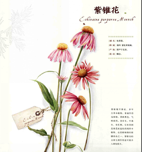 彩铅花卉 紫锥花
