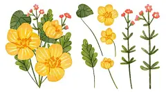 水彩风格花朵花卉元素矢量图设计素材