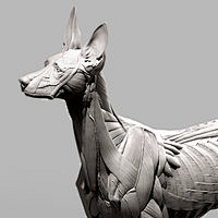 SoarZ采集到animal