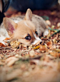 Puppy Dog Eyes | Cutest Paw #萌#