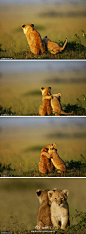 微天下：【组图：“冥思”的小狮子】在肯尼亚的马赛马拉大草原上，一只小狮子清晨时分静静地坐在地上。它的小兄弟走过来，想打破它独处的时间。它的小兄弟追着它打闹嬉戏，可它就是岿然不动。抓拍这一场景的土耳其摄影师德米罗格鲁说：“我想这个小家伙就是想自己呆着。”也许百兽之王从小就要学会多一分淡定。