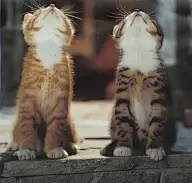 @可爱的它（萌宠）