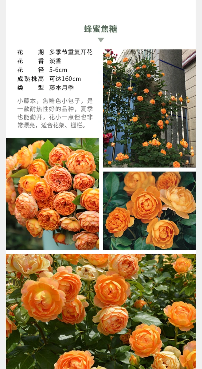 海蒂的花园海妈家夫人蓝色阴雨龙沙冰山爆花攀援爬藤拱门花墙月季-花瓣网