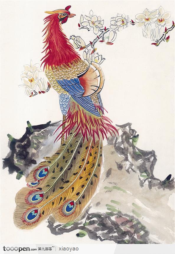 工笔画—孔雀