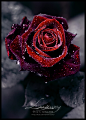 veganwarrior:

Una rosa que simboliza la puerilidad de esconder que nos expresamos imperfectamente o traicionamos un compromiso.
(via alcantarilladialectica)