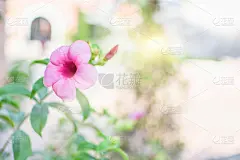 特写白花，天然花卉景观，用作背景或墙纸。