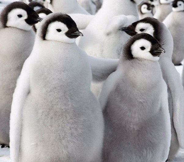 几只毛茸茸的小帝企鹅互相搂抱在一起其中一只将自己的鳍足放在另一只