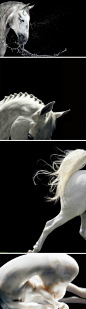[] 英国影像艺术家蒂姆·弗拉克他用纯粹的摄影方式，将动物放在与人一样的位置观看。蒂姆对马的观察已经进入了一种探究生命本源的意识，通过细致的捕捉，他利用摄影的精细特质淋漓尽致地展现了一个物种的生命细节。(组照)