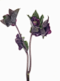 铁筷子｜Helleborus - 小红书