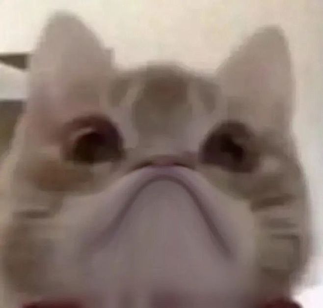 表情包丨最近超火的歪嘴猫表情包合集|文案|拾荒_网易订阅