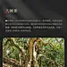 20年老班章茶叶详情1