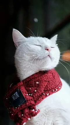 猫咪——下雪了