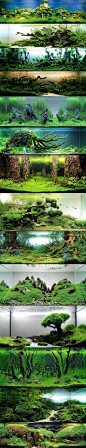 #推#水景，aquascape。以为只是一般的水族箱放石子儿什么的我真是太天真了。城里人真会玩otz不管是奇幻的悬浮陆地还是原始的森林都根本不觉得是水下的啊！！！！顺带水景当然也有比赛嗯。