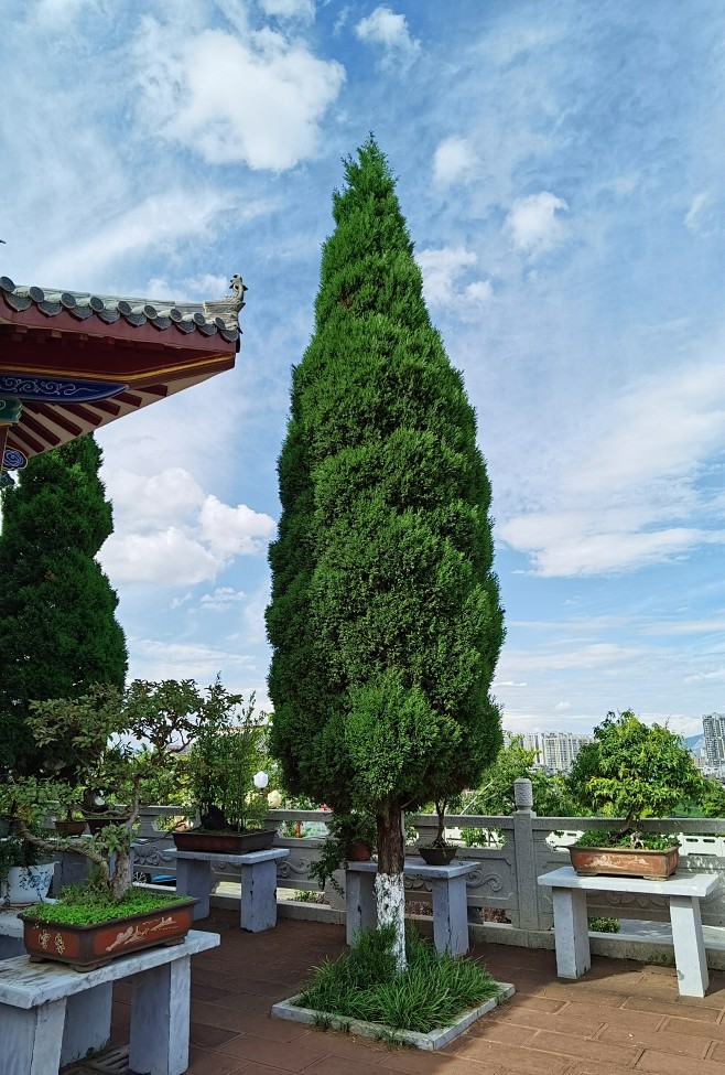 圆柏