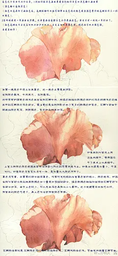 鸢尾花教程-云中山人三淼_水彩,手绘,花卉,植物,清新,插画,原创_涂鸦王国插画