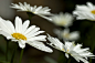 大滨菊
拉丁名：Chrysanthemum maximum
科属：菊科茼蒿属
形态特征：多年生宿根草本植物，茎高40至100厘米。基生叶倒披针形具长柄，茎生叶无柄、线形。头状花序单生于茎顶，舌状花白色，有香气；管状花两性，黄色。花期6至7月；瘦果，果熟期8至9月。