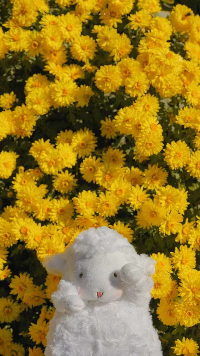 小羊
