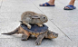 乌龟、兔子竞技比赛