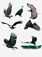立绘彩绘风格飞翔的鸟类高清素材 彩绘 风格 飞翔 鸟类 免抠png 设计图片 免费下载