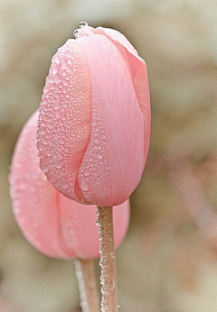 心芳饰玉采集到花仙子