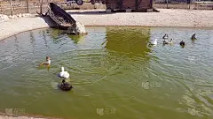 一群鸭子在小池塘里游泳凉快凉快。