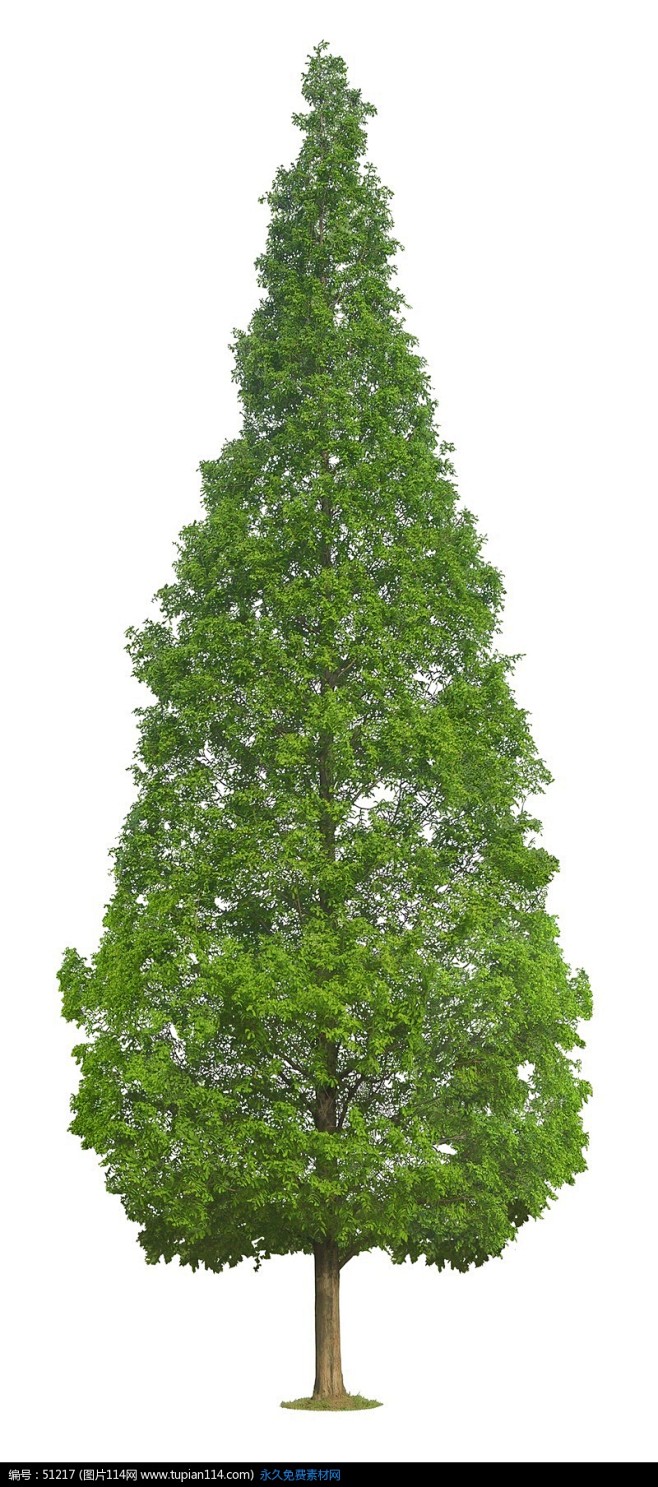 翠绿水杉psd素材