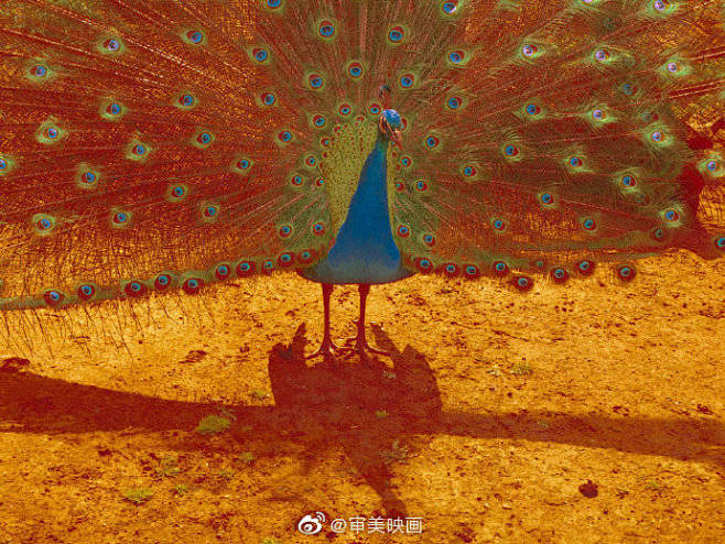 来自分享