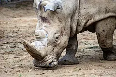 犀牛大型动物摄影素材