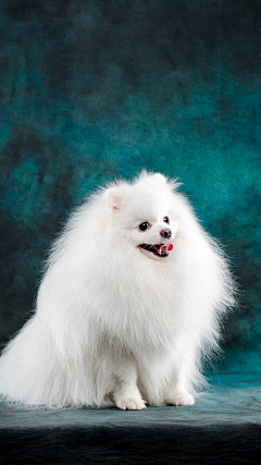 木韦采集到犬