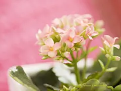 浪漫室内唯美花卉桌面高清壁纸 #采集大赛#