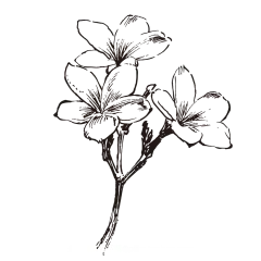 鸡蛋花_PNG线稿素描手绘植物花水仙菊化妆品包装海报平面AI矢量设计素材